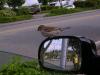 Coming for a ride?
