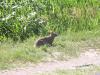 Bunny on Sammamish Trail