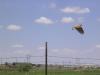 Owl over Lubbock